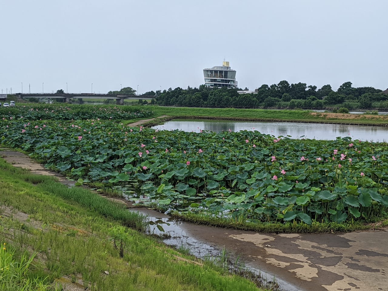 福島潟夏