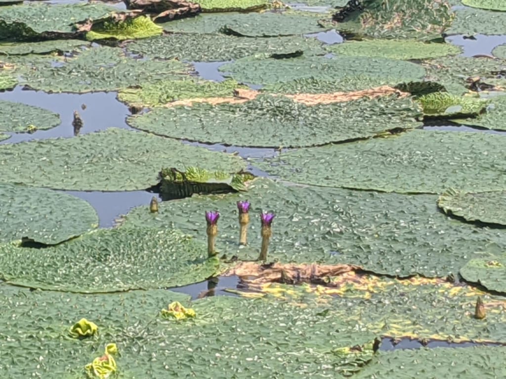 オニバス花