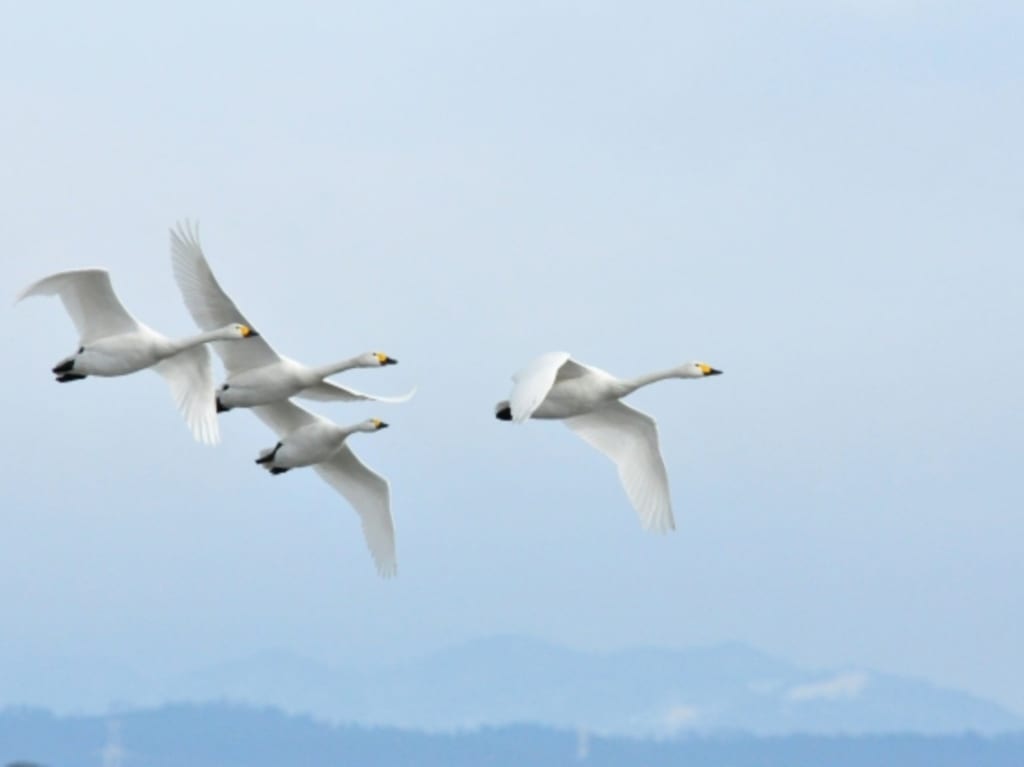 白鳥　ハクチョウ　イメージ