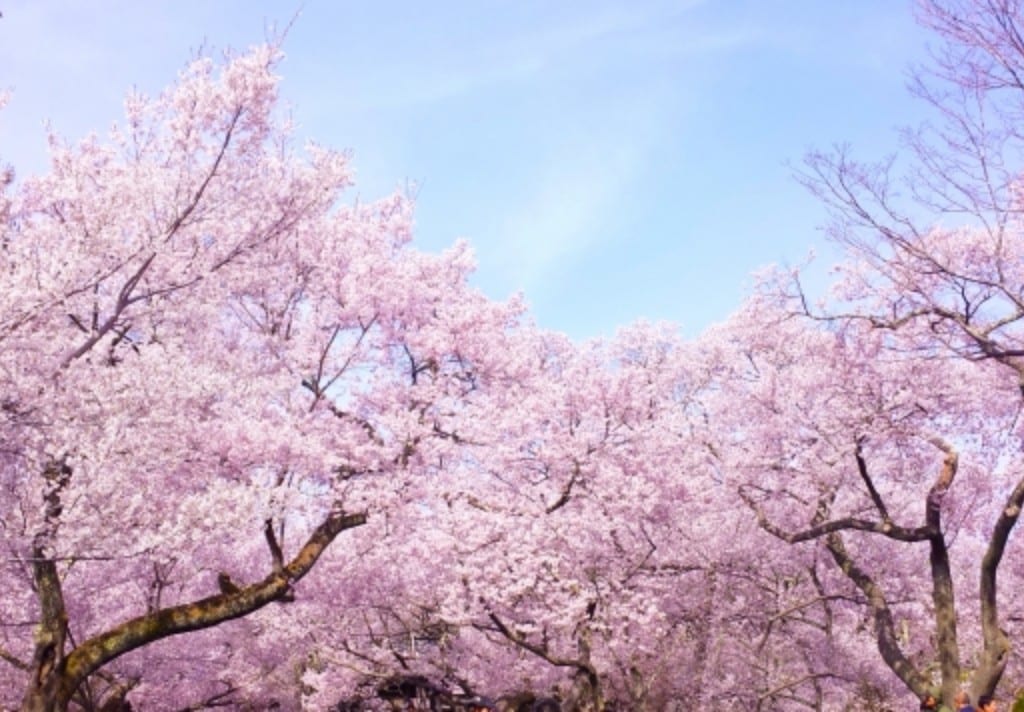 桜満開 イメージ