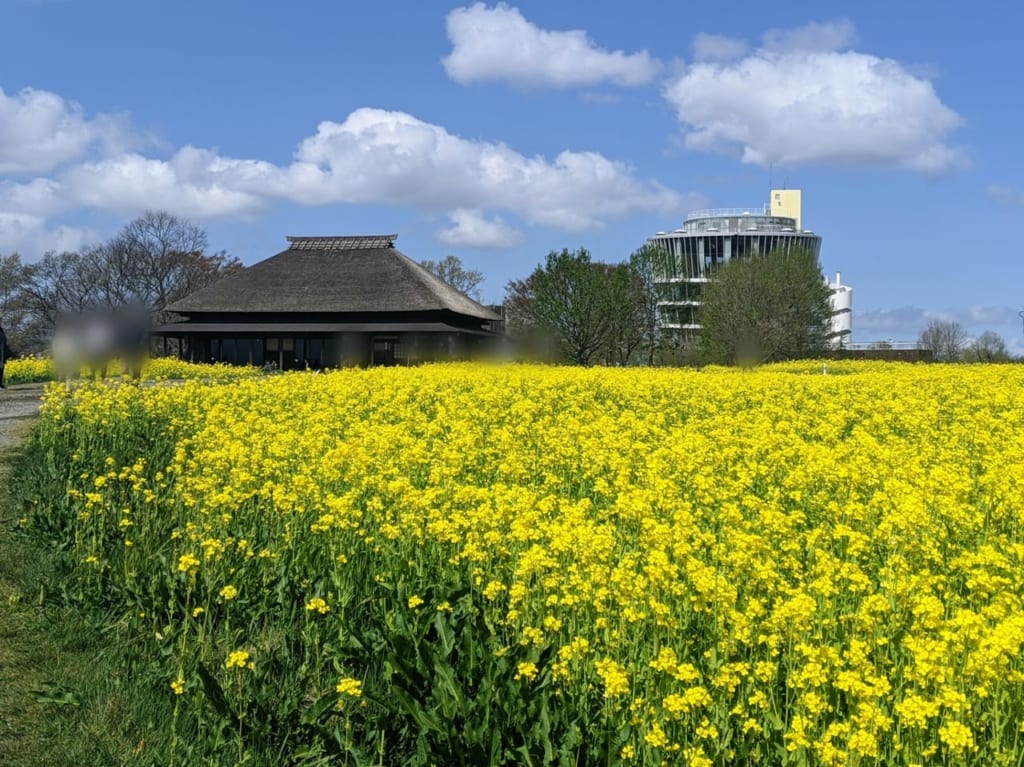 福島潟菜の花01