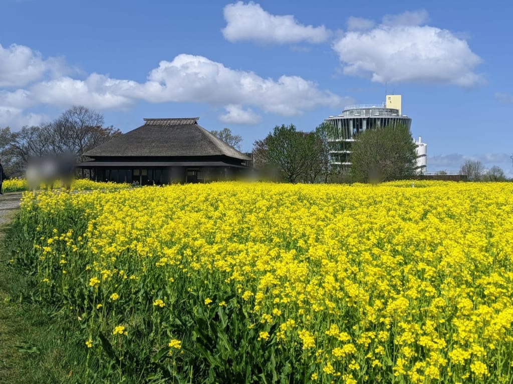 福島潟菜の花01