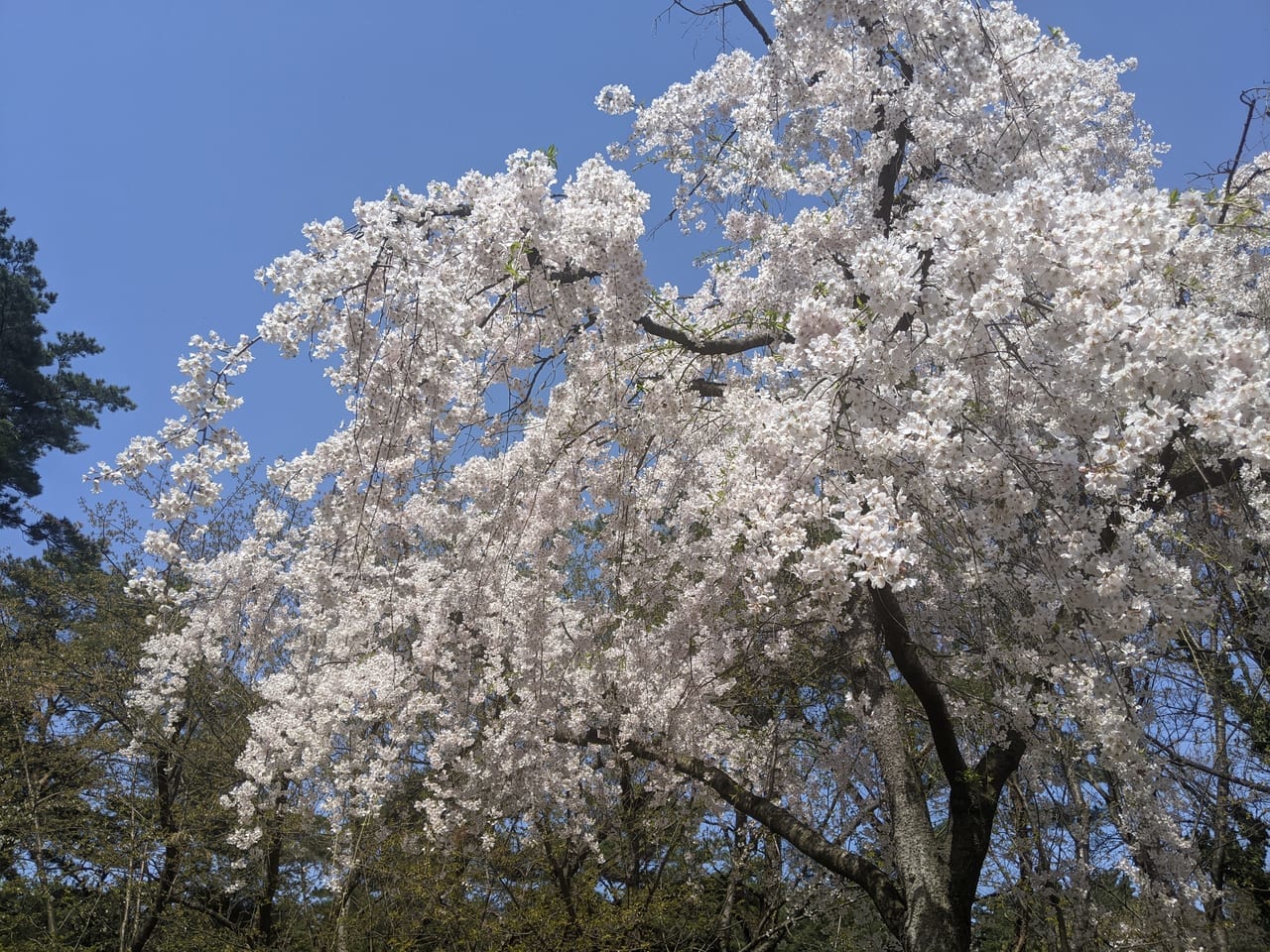 じゅんさい池公園03