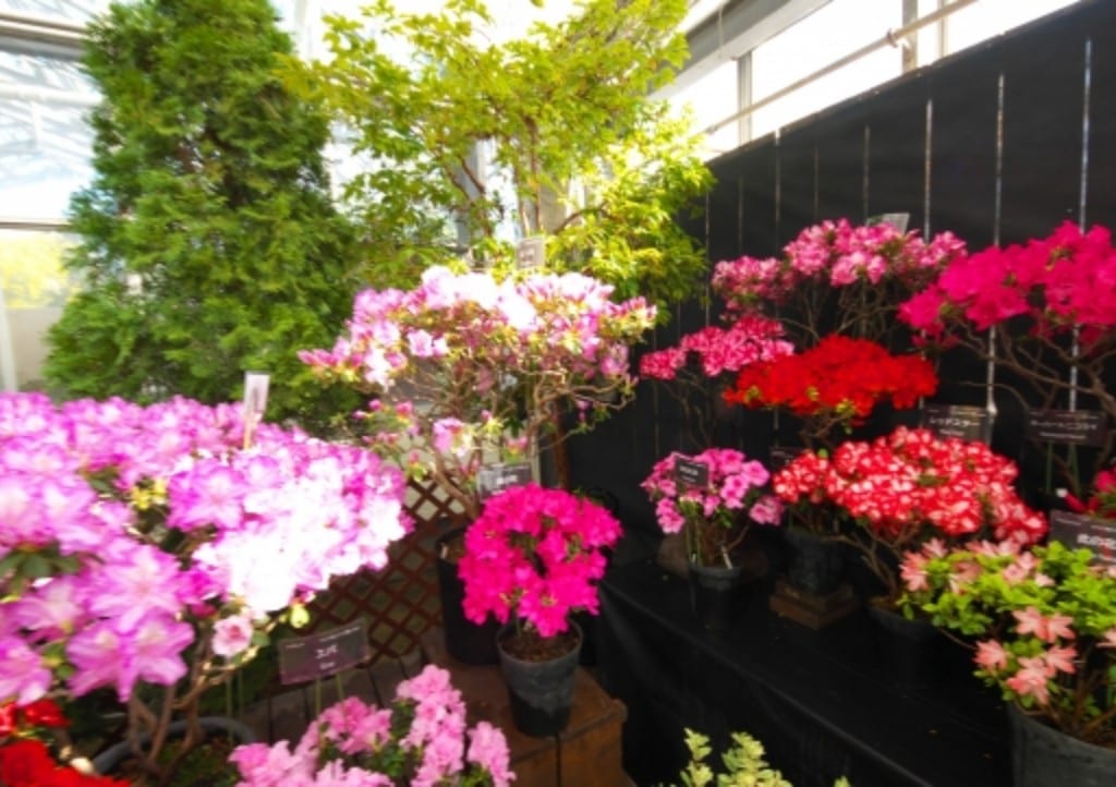 花　イメージ