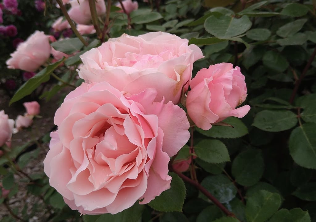 新潟市中央区キラキラガーデンの薔薇
