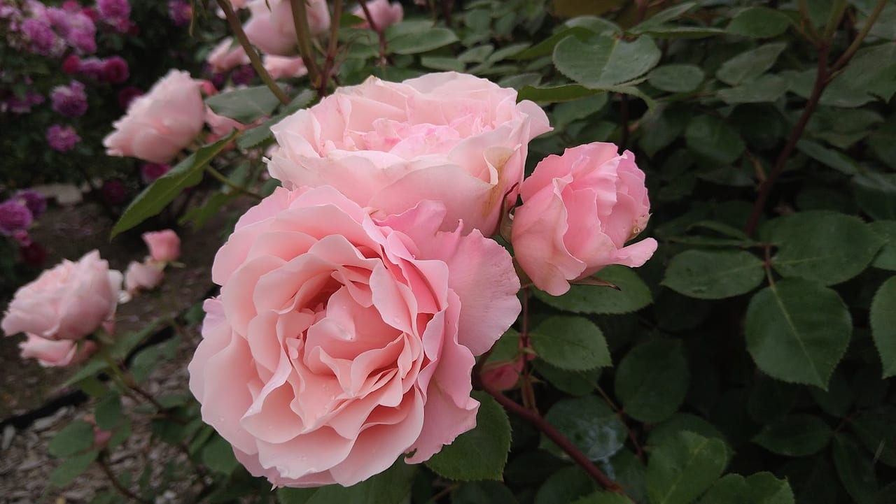 新潟市中央区キラキラガーデンの薔薇