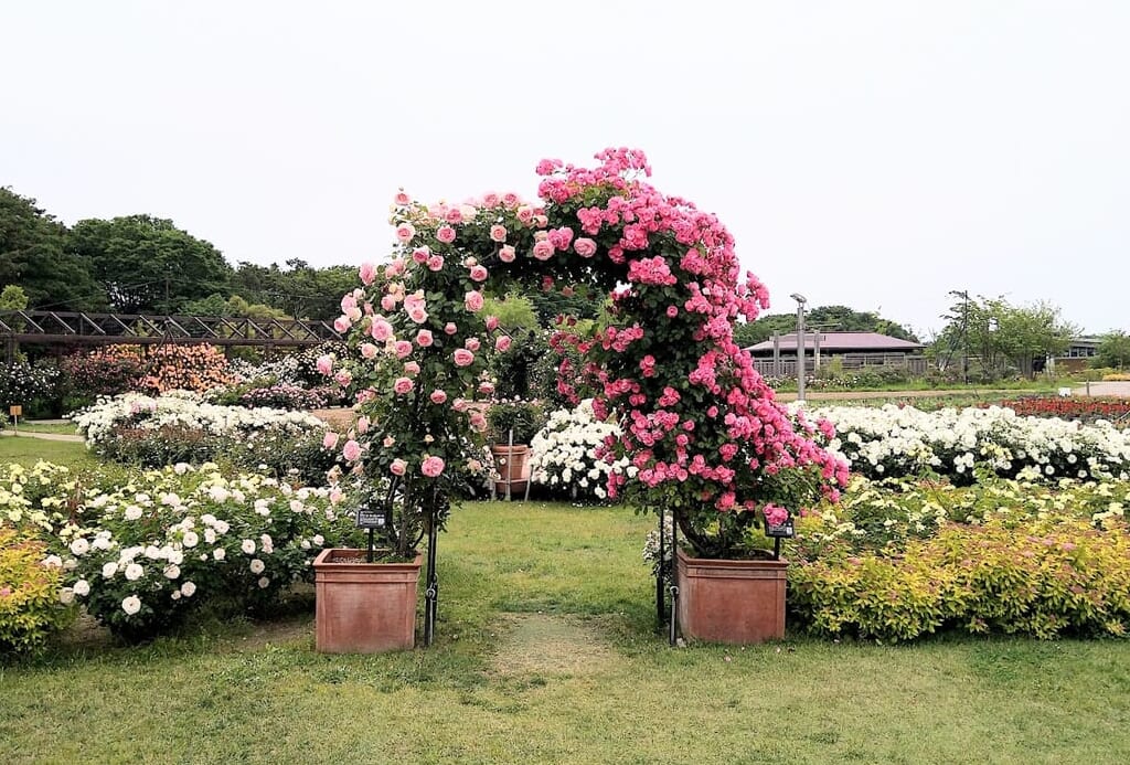 新潟市中央区清五郎のキラキラガーデンの薔薇ゲート