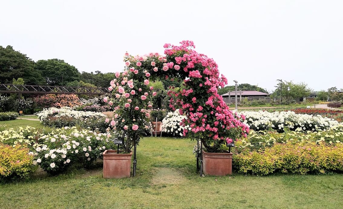 新潟市中央区清五郎のキラキラガーデンの薔薇ゲート