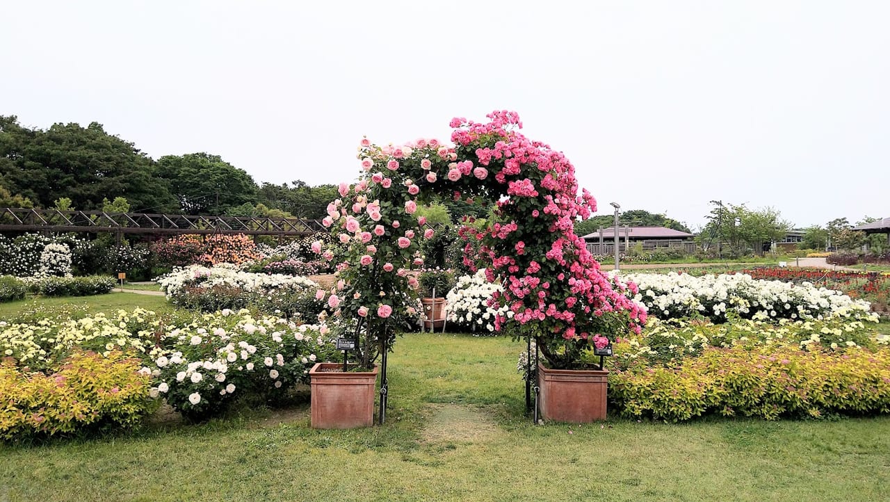 新潟市中央区清五郎のキラキラガーデンの薔薇ゲート