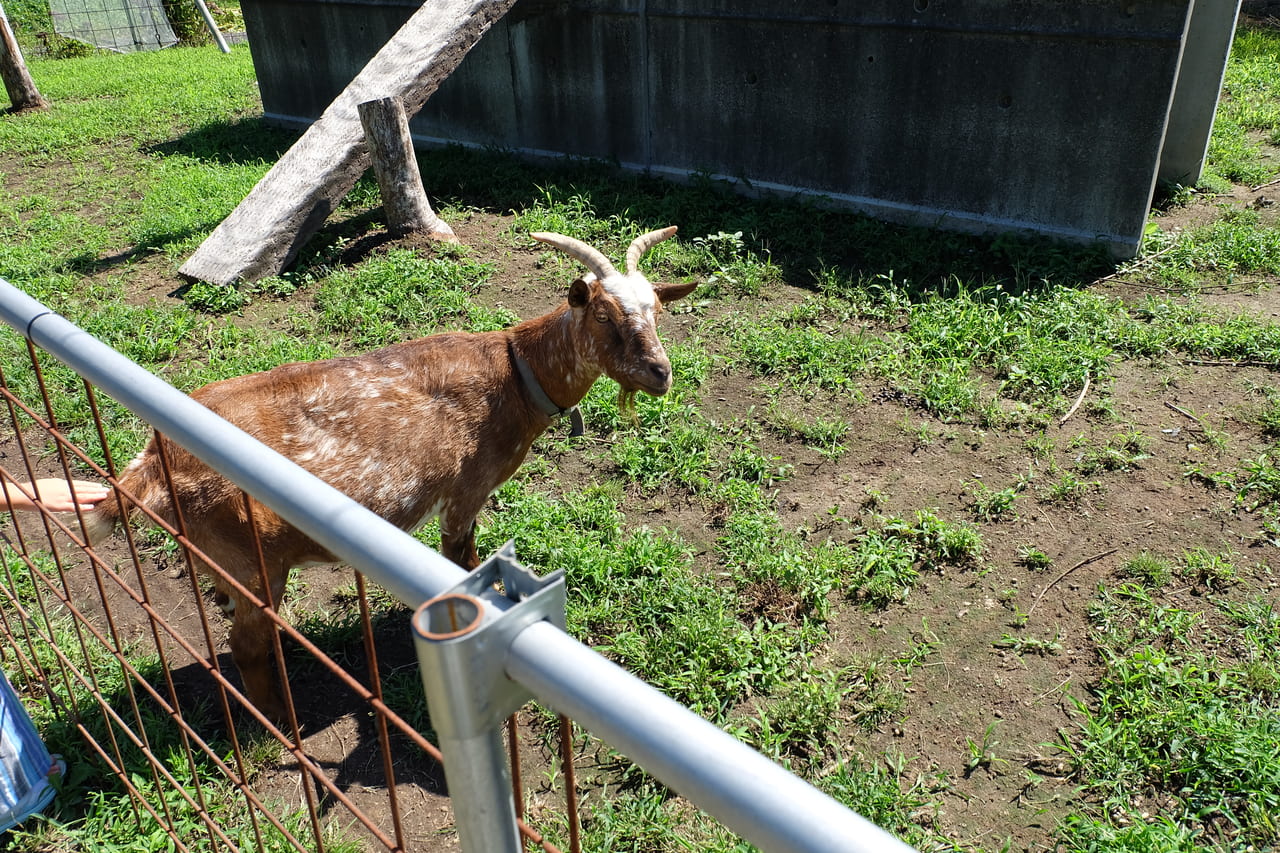 白根グレープガーデンの動物