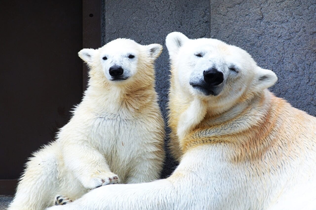 ホッキョクグマのイメージ画像