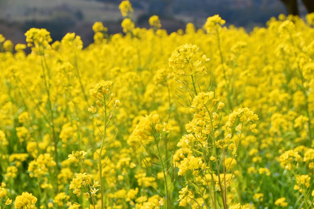 菜の花のイメージ