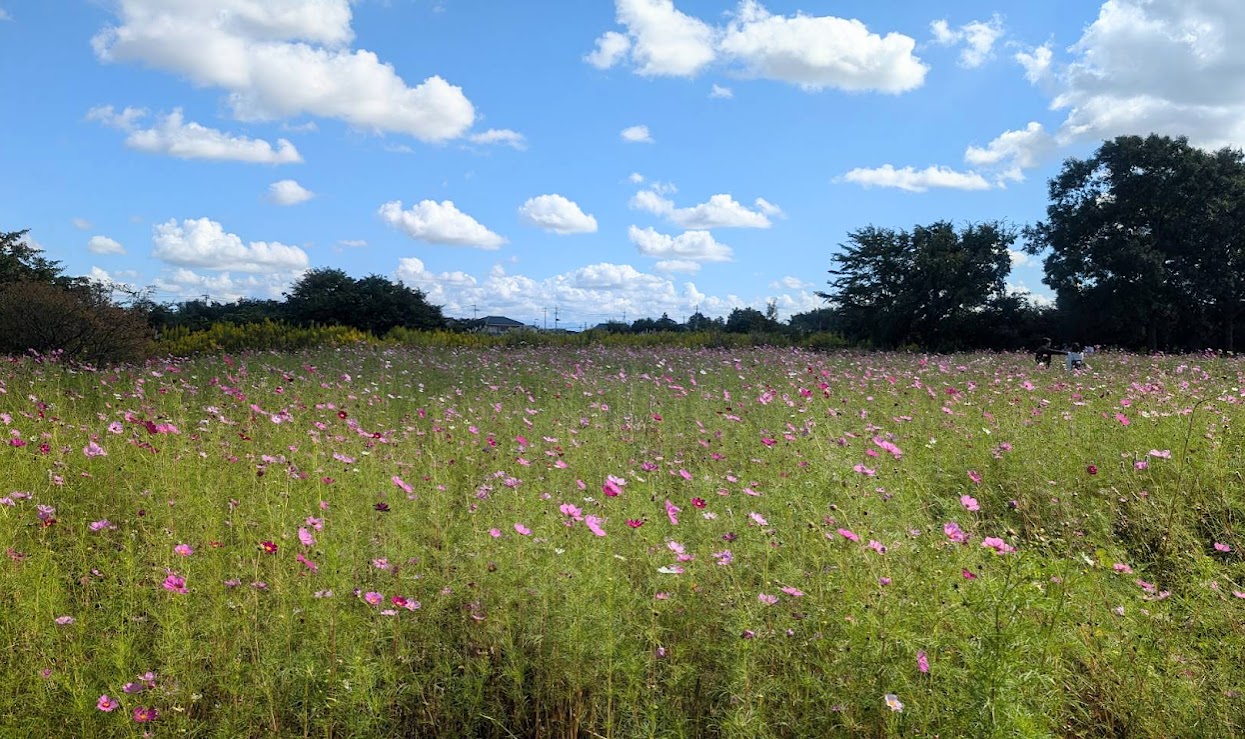 上堰潟公園のコスモス畑