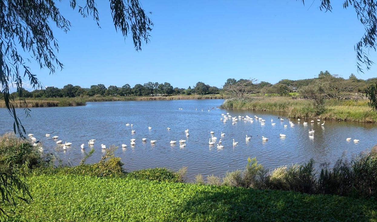 新潟市西蒲区の上堰潟公園の白鳥