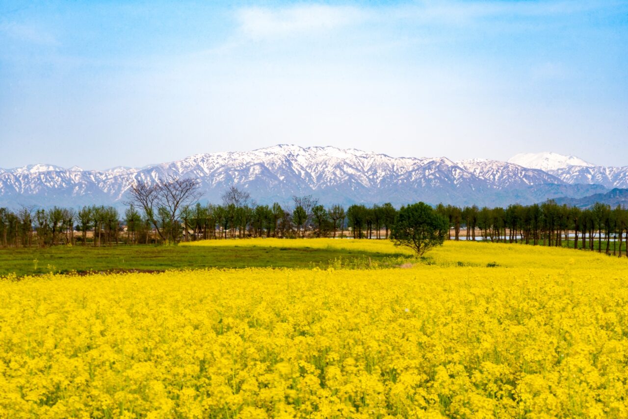 新潟市北区福島潟の菜の花