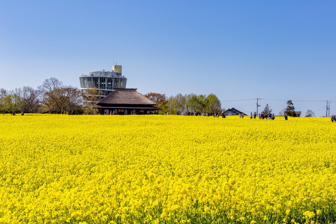 新潟県新潟市北区の福島潟