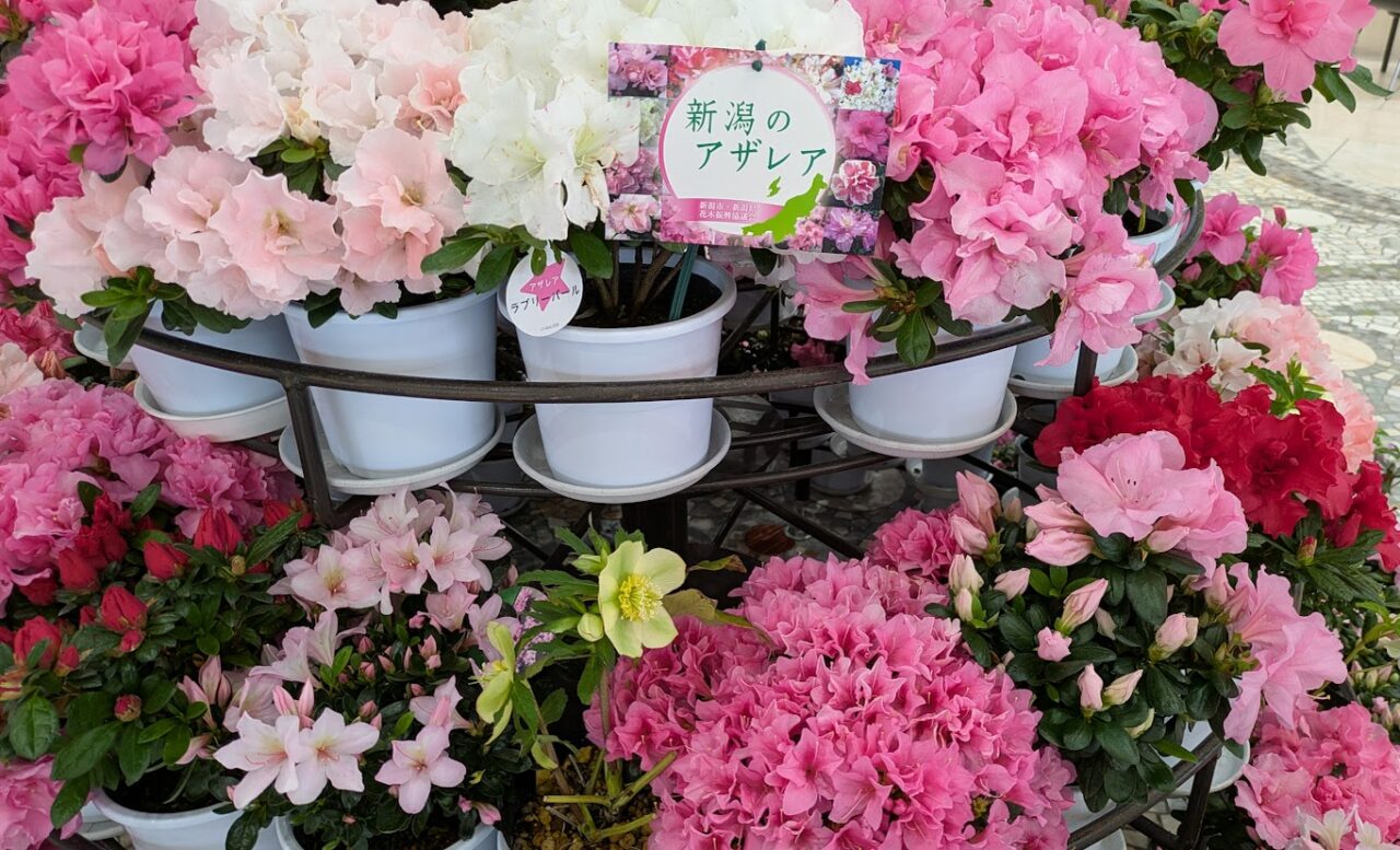 フライトフローラ春の花と越後姫の紹介展示