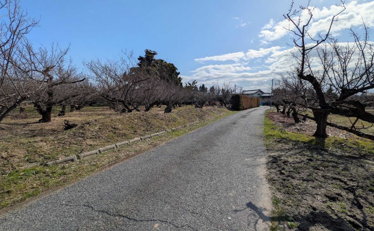 新潟市江南区の梅