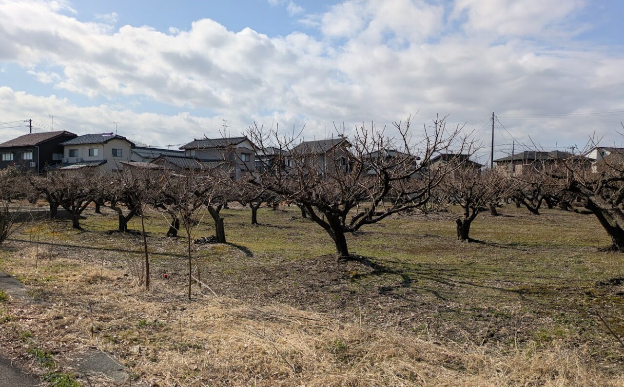 新潟市江南区の梅