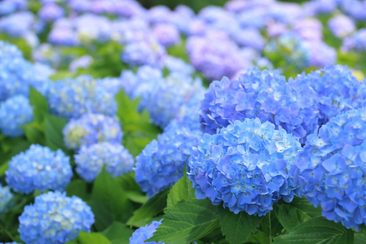 紫陽花のイメージ