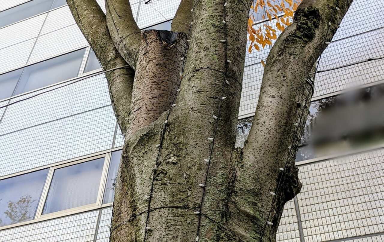 新潟市中央区のけやき通り